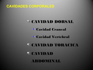 CAVIDADES CORPORALES



          CAVIDAD DORSAL
            Cavidad Craneal

            Cavidad Vertebral

          CAVIDAD TORACICA

          CAVIDAD
          ABDOMINAL
 