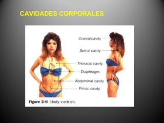 CAVIDADES CORPORALES
 