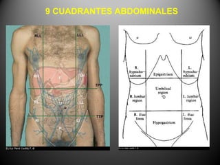 9 CUADRANTES ABDOMINALES
 
