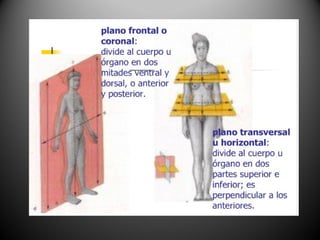 CORTE TRANSVERSAL DEL TORAX
SEPTIMA VERTEBRA TORACICA (VISTA INFERIOR)
 