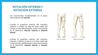 ROTACIÓN INTERNA Y 
ROTACIÓN EXTERNA 
• Los movimientos fundamentales en el plano 
horizontal son de rotación. 
• Cuando la superficie anterior del miembro 
superior o inferior se aleja de línea media del 
cuerpo (o rota lateralmente), a este movimiento 
se le denomina rotación externa o rotación 
lateral. 
• Cuando la superficie anterior del miembro 
superior o inferior se acerca a la línea media del 
cuerpo (o rotamedialmente), a este movimientos 
se le denomina rotación interna o rotación 
medial. 
 