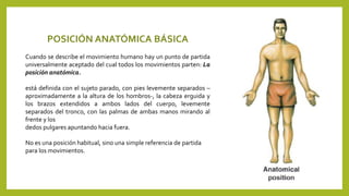 POSICIÓN ANATÓMICA BÁSICA 
Cuando se describe el movimiento humano hay un punto de partida 
universalmente aceptado del cual todos los movimientos parten: La 
posición anatómica. 
está definida con el sujeto parado, con pies levemente separados – 
aproximadamente a la altura de los hombros-, la cabeza erguida y 
los brazos extendidos a ambos lados del cuerpo, levemente 
separados del tronco, con las palmas de ambas manos mirando al 
frente y los 
dedos pulgares apuntando hacia fuera. 
No es una posición habitual, sino una simple referencia de partida 
para los movimientos. 
 