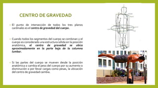 CENTRO DE GRAVEDAD 
• El punto de intersección de todos los tres planos 
cardinales es el centro de gravedad del cuerpo. 
• Cuando todos los segmentos del cuerpo se combinan y el 
cuerpo es considerado una estructura sólida en la posición 
anatómica, el centro de gravedad se ubica 
aproximadamente en la parte baja de la columna 
lumbar. 
• Si las partes del cuerpo se mueven desde la posición 
anatómica o cambia el peso del cuerpo por su aumento o 
disminución o por llevar cargas como pesas, la ubicación 
del centro de gravedad cambia. 
 