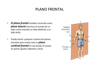 PLANO FRONTAL El plano frontal  también conocido como  plano lateral  atraviesa el cuerpo de un lado a otro creando un lado adelante y un lado atrás. Puede existir cualquier número de planos frontales pero existe solo un  plano cardinal frontal  el cual divide el cuerpo en partes iguales adelante y atrás 
