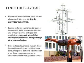 CENTRO DE GRAVEDAD El punto de intersección de todos los tres planos cardinales es el  centro de gravedad del cuerpo. Cuando todos los segmentos del cuerpo se combinan y el cuerpo es considerado una estructura sólida en la posición anatómica,  el centro de gravedad se ubica aproximadamente en la parte baja de la columna lumbar. Si las partes del cuerpo se mueven desde la posición anatómica o cambia el peso del cuerpo por su aumento o disminución o por llevar cargas como pesas, la ubicación del centro de gravedad cambia. 