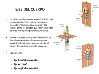 EJES DEL CUERPO Un eje es una línea recta alrededor de la cual rota un objeto. En el cuerpo humano se pintan la articulaciones como ejes y los huesos como los objetos que rotan alrededor de ellas en un plano perpendicular al eje. Existen tres ejes principales y la rotación se describe como si ocurriera en un plano alrededor del eje que es perpendicular al plano y lo atraviesa por todo su centro.  Los ejes son: Eje frontal horizontal Eje vertical Eje sagital horizontal 