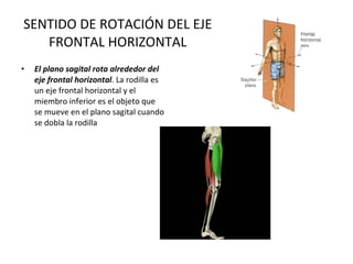 SENTIDO DE ROTACIÓN DEL EJE FRONTAL HORIZONTAL El plano sagital rota alrededor del eje frontal horizontal . La rodilla es un eje frontal horizontal y el miembro inferior es el objeto que se mueve en el plano sagital cuando se dobla la rodilla 