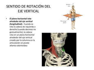 SENTIDO DE ROTACIÓN DEL EJE VERTICAL El plano horizontal rota alrededor del eje vertical (longitudinal).  Cuando se rota la cabeza de izquierda a derecha (cuando decimos no gestualmente), la cabeza rota en un plano horizontal alrededor del eje vertical creado por la columna en la articulación en pivote atlanto-odontoidea 