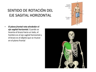 SENTIDO DE ROTACIÓN DEL EJE SAGITAL HORIZONTAL El plano frontal rota alrededor el eje sagital horizontal.  Cuando se levanta el brazo hacia un lado, el hombro es el eje sagital horizontal y el brazo es el objeto que se mueve en el plano frontal 