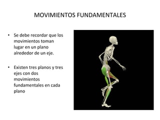 MOVIMIENTOS FUNDAMENTALES Se debe recordar que los movimientos toman lugar en un plano alrededor de un eje. Existen tres planos y tres ejes con dos movimientos fundamentales en cada plano 
