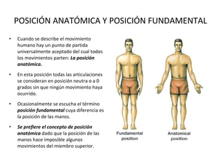 POSICIÓN ANATÓMICA Y POSICIÓN FUNDAMENTAL Cuando se describe el movimiento humano hay un punto de partida universalmente aceptado del cual todos los movimientos parten:  La posición anatómica. En esta posición todas las articulaciones se consideran en posición neutra o a 0 grados sin que ningún movimiento haya ocurrido. Ocasionalmente se escucha el término  posición fundamental  cuya diferencia es la posición de las manos. Se prefiere el concepto de posición anatómica  dado que la posición de las manos hace imposible algunos movimientos del miembro superior. 