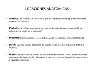 LOCACIONES ANATÓMICAS Anterior:  Se refiere a una estructura que está delante de otra (Ej: el abdomen está anterior a la columna) Posterior:  Se refiere a una estructura que está detrás de otra estructura (Ej: La columna está posterior al abdomen) Proximal:  Significa cerca al centro del cuerpo (Ej: La rodilla es proximal al tobillo) Distal:  Significa alejado del centro del cuerpo (Ej: La mano se encuentra distal a la muñeca) Dorsal:  Indica el lado de encima de una estructura tal como la aleta dorsal localizada encima del dorso del pez (Ej:  El aspecto dorsal de la mano se llama el dorso de la mano o espalda de la mano) 