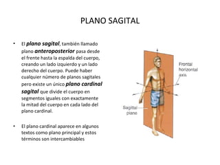 PLANO SAGITAL El  plano sagital , también llamado plano  anteroposterior  pasa desde el frente hasta la espalda del cuerpo, creando un lado izquierdo y un lado derecho del cuerpo. Puede haber cualquier número de planos sagitales pero existe un único  plano cardinal sagital  que divide el cuerpo en segmentos iguales con exactamente la mitad del cuerpo en cada lado del plano cardinal. El plano cardinal aparece en algunos textos como plano principal y estos términos son intercambiables 