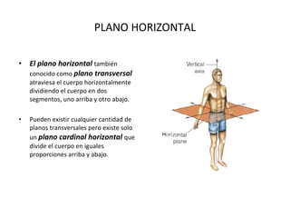 PLANO HORIZONTAL El plano horizontal  también conocido como  plano transversal  atraviesa el cuerpo horizontalmente dividiendo el cuerpo en dos segmentos, uno arriba y otro abajo. Pueden existir cualquier cantidad de planos transversales pero existe solo un  plano cardinal horizontal  que divide el cuerpo en iguales proporciones arriba y abajo. 