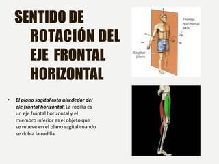 Sentido Horizontal Planos y Ejes anatomicos del Cuerpo Humano.pdf