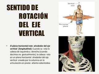 Sentido Horizontal Planos y Ejes anatomicos del Cuerpo Humano.pdf