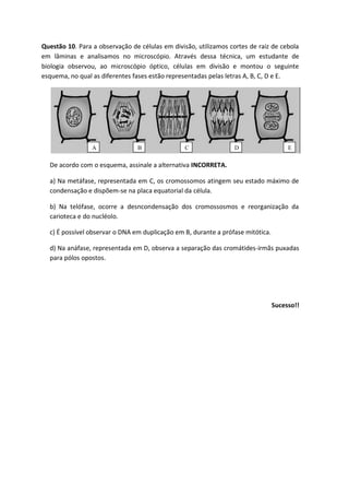Questão 10. Para a observação de células em divisão, utilizamos cortes de raiz de cebola
em lâminas e analisamos no microscópio. Através dessa técnica, um estudante de
biologia observou, ao microscópio óptico, células em divisão e montou o seguinte
esquema, no qual as diferentes fases estão representadas pelas letras A, B, C, D e E.




                 A              B                C               D                    E

  De acordo com o esquema, assinale a alternativa INCORRETA.

  a) Na metáfase, representada em C, os cromossomos atingem seu estado máximo de
  condensação e dispõem-se na placa equatorial da célula.

  b) Na telófase, ocorre a desncondensação dos cromossosmos e reorganização da
  carioteca e do nucléolo.

  c) É possível observar o DNA em duplicação em B, durante a prófase mitótica.

  d) Na anáfase, representada em D, observa a separação das cromátides-irmãs puxadas
  para pólos opostos.




                                                                                 Sucesso!!
 