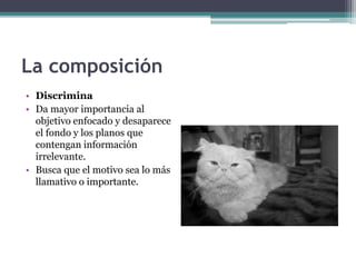 La composición 
• Discrimina 
• Da mayor importancia al 
objetivo enfocado y desaparece 
el fondo y los planos que 
contengan información 
irrelevante. 
• Busca que el motivo sea lo más 
llamativo o importante. 
 