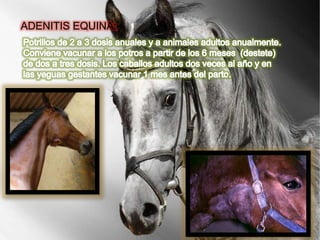 ADENITIS EQUINA: 
 