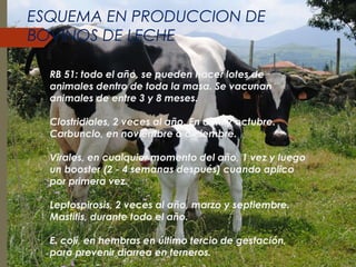 ESQUEMA EN PRODUCCION DE 
BOVINOS DE LECHE 
RB 51: todo el año, se pueden hacer lotes de 
animales dentro de toda la masa. Se vacunan 
animales de entre 3 y 8 meses. 
Clostridiales, 2 veces al año. En abril y octubre. 
Carbunclo, en noviembre o diciembre. 
Virales, en cualquier momento del año, 1 vez y luego 
un booster (2 - 4 semanas después) cuando aplico 
por primera vez. 
Leptospirosis, 2 veces al año, marzo y septiembre. 
Mastitis, durante todo el año. 
E. coli, en hembras en último tercio de gestación, 
para prevenir diarrea en terneros. 
 