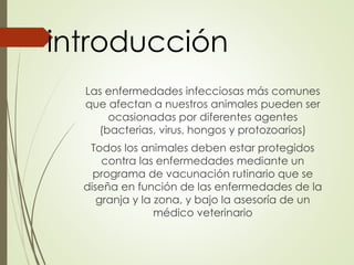 introducción 
Las enfermedades infecciosas más comunes 
que afectan a nuestros animales pueden ser 
ocasionadas por diferentes agentes 
(bacterias, virus, hongos y protozoarios) 
Todos los animales deben estar protegidos 
contra las enfermedades mediante un 
programa de vacunación rutinario que se 
diseña en función de las enfermedades de la 
granja y la zona, y bajo la asesoría de un 
médico veterinario 
 