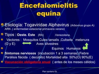 Plan sanitario GL
Encefalomielitis
equina
Etiología: Togaviridae Alphavirus (Arbovirus grupo A)
ARN .( enfermedad estacional primavera verano)
Tipos : Oeste. Este (RA) .Venezolana.
Vectores : Mosquitos Culex tarsalis ,Culiseta melanura
(O y E) Aves silvestres
Equinos Humanos
Sintomas nerviosos (incubación 1 a 3 semanas) Fiebre
Parálisis flácida ( decúbito) Mortalidad alta 50%(O) 90%(E)
Vacunación obligatoria anual ( antes de los meses cálidos)
 