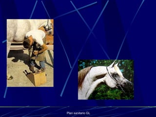 Plan sanitario GL
 