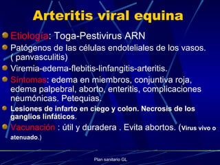 Plan sanitario GL
Arteritis viral equina
Etiología: Toga-Pestivirus ARN
Patógenos de las células endoteliales de los vasos.
( panvasculitis)
Viremia-edema-flebitis-linfangitis-arteritis.
Síntomas: edema en miembros, conjuntiva roja,
edema palpebral, aborto, enteritis, complicaciones
neumónicas. Petequias.
Lesiones de infarto en ciego y colon. Necrosis de los
ganglios linfáticos.
Vacunación : útil y duradera . Evita abortos. (Virus vivo o
atenuado.)
 