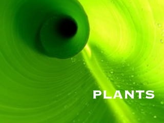 PLANTS
 