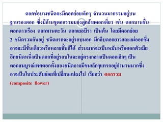 ดอกชอบางชนิดจะมีดอกยอยเล็กๆ จํานวนมากรวมอยูบน   
ฐานรองดอก ซึ่งมีกานชูดอกรวมมองดคลายดอกเดี่ยว เชน ดอกบานชื่น
                                     ู
ตอกดาวเรือง ดอกทานตะวัน ดอกเยอบีรา เปนตน โดยมีดอกยอย
2 ชนิดรวมกันอยู ชนิดแรกจะอยูรอบนอก มีกลีบดอกยาวและแผออกซึง
                                                              ่
อาจจะมีชนเดียวหรือหลายชันก็ได สวนมากจะเปนหมันหรือดอกตัวเมีย
         ้ั                ้
อีกชนิดหนึงเปนดอกที่อยูรอบในจะอยูตรงกลางเปนดอกเล็กๆ เปน
            ่
ดอกสมบูรณเพศดอกทังสองชนิดอาจมีขนเล็กๆแทรกอยูจานวนมากซึง
                     ้                            ํ         ่
อาจเปนใบประดับยอยที่เปลี่ยนแปลงไป เรียกวา ดอกรวม
(composite flower)
 