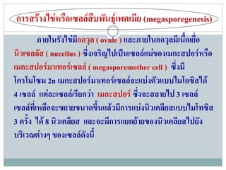 การสรางไขหรือเซลลสืบพันธุเพศเมีย (megasporegenesis)
         ภายในรังไขมีออวุล ( ovule ) และภายในออวุลมีเนือเยื่อ
                                                        ้
นิวเซลลัส ( nucellus ) ซึงเจริญไปเปนเซลลแมของเมกะสปอรหรือ
                         ่
เมกะสปอรมาเทอรเซลล ( megasporemother cell ) ซึ่งมี
โครโมโซม 2n เมกะสปอรมาเทอรเซลลจะแบงตัวแบบไมโอซิสได
4 เซลล แตละเซลลเรียกวา เมกะสปอร ซึ่งจะสลายไป 3 เซลล
เซลลที่เหลือจะขยายขนาดขึ้นแลวมีการแบงนิวเคลียสแบบไมโทซิส
3 ครง ได 8 นิวเคลียส และจะมีการแยกยายของนิวเคลียสไปยัง
     ้ั
บริเวณตางๆ ของเซลลดังนี้
 