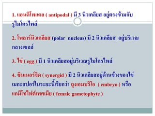 1. แอนตโพแดล ( antipodal ) มี 3 นิวเคลียส อยูตรงขามกับ
       ิ
รไมโครไพล
 ู
2. โพลารนิวเคลียส (polar nucleus) มี 2 นิวเคลียส อยูบริเวณ
กลางเซลล
3. ไข ( egg ) มี 1 นิวเคลียสอยูบริเวณรูไมโครไพล
4. ซินเนอรจด ( synergid ) มี 2 นิวเคลียสอยูดานขางของไข
            ิ
เมกะสปอรในระยะนี้เรียกวา ถงเอมบรโอ ( embryo ) หรือ
                              ุ       ิ
แกมโทไฟตเ พศเมย ( female gametophyte )
     ี            ี
 