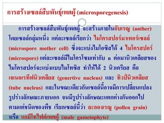 การสรางเซลลสืบพันธุเพศผู (microsporegenesis)
     การสรางเซลลสบพันธุเพศผู จะสรางภายในอับเรณู (anther)
                   ื
โดยเซลลกลุมหนึ่ง แตละเซลลเรียกวา ไมโครสปอรมาเทอรเซลล
            
(microspore mother cell) ซึ่งจะแบงไมโอซิสได 4 ไมโครสปอร
(microspore) แตละเซลลมีไมโครโซมเทากับ n ตอมานิวเคลียสของ
ไมโครสปอรจะแบงแบบไมโทซิส ทําใหได 2 นิวเครียส คือ
เจเนอเรทีฟนิวเคลียส (genertive nucleus) และ ทิวปนิวเคลียส
(tube nucleus) และในขณะเดียวกันเซลลนี้อาจมีการเปลี่ยนแปลง
รูปรางลักษณะภายนอก จนมีรูปรางลักษณะแตกตางกันออกไป
ตามแตชนิดของพืช เรียกเซลลนี้วา ละอองเรณู (pollen grain)
หรือ แกมโทไฟตเ พศผู (male gametophyte)
          ี
 