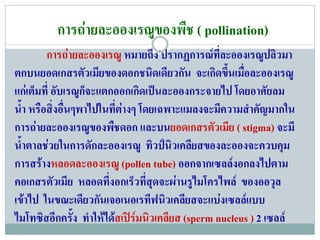 การถายละอองเรณูของพืช ( pollination)
            การถายละอองเรณู หมายถึง ปรากฏการณที่ละอองเรณูปลิวมา
                
ตกบนยอดเกสรตวเมยของดอกชนดเดียวกน จะเกดขนเมอละอองเรณู
                    ั ี                 ิ       ั   ิ ้ึ ่ื
แกเ ตมท่ี อบเรณกจะแตกออกเกิดเปนละอองกระจายไป โดยอาศยลม
       ็ ั        ู็                                             ั
นา หรอสงอ่ืนๆพาไปในทตางๆ โดยเฉพาะแมลงจะมความสาคญมากใน
   ํ้ ื ่ิ                   ่ี                       ี      ํ ั
การถายละอองเรณของพชดอก และบนยอดเกสรตวเมย ( stigma) จะมี
                    ู     ื                       ั ี
นาตาลชวยในการดักละอองเรณู ทวปนวเคลยสของละอองจะควบคม
  ํ้                                     ิ  ิ ี                   ุ
การสรางหลอดละอองเรณู (pollen tube) ออกจากเซลลงอกลงไปตาม
                                                        
คอเกสรตวเมีย หลอดทงอกเรวทสดจะผานรไมโครไพล ของออวุล
              ั         ่ี        ็ ่ี ุ        ู
เขาไป ในขณะเดยวกนเจอเนอเรทฟนวเคลยสจะแบงเซลลแบบ
                  ี ั                 ี ิ ี               
ไมโทซิสอีกครั้ง ทําใหไดสเปรมนิวเคลียส (sperm nucleus ) 2 เซลล
 