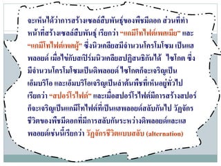 จะเห็นไดวาการสรางเซลลสืบพันธุของพืชมีดอก สวนที่ทํา
หนาที่สรางเซลลสืบพันธุ เรียกวา “แกมีโทไฟตเพศเมีย” และ
“แกมีโทไฟตเพศผู” ซึ่งนิวเคลียสมีจํานวนโครโมโซม เปนแฮ
พลอยด เมื่อไขกับสเปรมนิวเคลียสปฏิสนธิกันได ไซโกต ซึ่ง
มีจํานวนโครโมโซมเปนดิพลอยด ไซโกตก็จะเจริญเปน
เอ็มบริโอ และเอ็มบริโอเจริญเปนลําตนพืชที่เห็นอยูทั่วไป
เรยกวา “สปอรโรไฟต” และเมื่อสปอรโรไฟตมีการสรางสปอร
  ี 
ก็จะเจริญเปนแกมีโทไฟตที่เปนแฮพลอยดสลับกันไป วัฏจักร
ชีวิตของพืชมีดอกที่มีการสลับกันระหวางดิพลอยดและแฮ
พลอยดเ ชนน้ีเรยกวา วัฏจักรชีวิตแบบสลับ (alternation)
            ี 
 