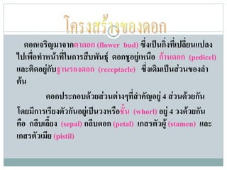 ดอกเจริญมาจากตาดอก (flower bud) ซึ่งเปนกิ่งที่เปลี่ยนแปลง
ไปเพื่อทําหนาที่ในการสืบพันธุ ดอกชูอยูเหนือ กานดอก (pedicel)
และติดอยูกับฐานรองดอก (receptacle) ซึ่งเดิมเปนสวนของลํา
ตน
          ดอกประกอบดวยสวนตางๆที่สําคัญอยู 4 สวนดวยกัน
โดยมีการเรียงตัวกันอยูเปนวงหรือชั้น (whorl) อยู 4 วงดวยกัน
คือ กลีบเลี้ยง (sepal) กลีบดอก (petal) เกสรตัวผู (stamen) และ
เกสรตัวเมีย (pistil)
 