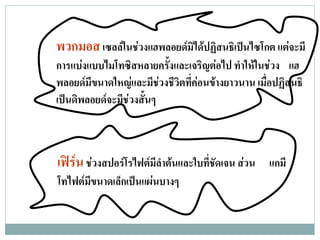 พวกมอส เซลลในชวงแฮพลอยดมิไดปฏิสนธิเปนไซโกต แตจะมี
การแบงแบบไมโทซิสหลายครังและเจริญตอไป ทําใหในชวง แฮ
                            ้
พลอยดมีขนาดใหญและมีชวงชวิตทคอนขางยาวนาน เมื่อปฏิสนธิ
                          ี ี่
เปนดิพลอยดจะมีชวงสั้นๆ



เฟรน ชวงสปอรโรไฟตมีลาตนและใบทีชดเจน สวน แกมี
                       ํ          ่ ั
โทไฟตมขนาดเล็กเปนแผนบางๆ
       ี
 