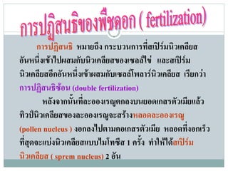 การปฏิสนธิ หมายถึง กระบวนการที่สเปรมนิวเคลียส
อันหนึ่งเขาไปผสมกับนิวเคลียสของเซลลไข และสเปรม
นิวเคลียสอีกอันหนึ่งเขาผสมกับเซลลโพลารนิวเคลียส เรียกวา
การปฏิสนธิซอน (double fertilization)
        หลังจากนั้นที่ละอองเรณูตกลงบนยอดเกสรตัวเมียแลว
ทิวปนิวเคลียสของละอองเรณูจะสรางหลอดละอองเรณู
(pollen nucleus ) งอกลงไปตามคอเกสรตัวเมีย หลอดที่งอกเร็ว
ที่สุดจะแบงนิวเคลียสแบบไมโทซีส 1 ครั้ง ทําใหไดสเปรม
นิวเคลียส ( sprem nucleus) 2 อัน
 