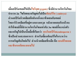 เมื่อสเปรมเซลลไขเปนไซโกต( zygote) ซึ่งมีจํานวนโครโมโซม
จํานวน 2n ไซโกตจะเจรญตอไปเปนเอ็มบริโอ ( embryo)
                          ิ 
สวนสเปรมนิวเคลียสอีกอันหนึ่งจะเขาผสมกับเซลล
โพลารนิวเคลียสที่อยูตรงกลางออวุล หลังจากผสมกันแลวจะ
ทําใหเซลลนมีจํานวนโครโมโซมเทากับ 3n เซลลนจะแบงตัว
              ี้                                  ี้
และเจริญไปเปนเนื้อเยื่อที่เรียกวา เอนโดสเปรม(endosperm )
                                             
ซึ่งเปนสวนสะสมอาหาร สําหรับเลี้ยงเอ็มบริโอในระหวาง
การเจริญเติบโตตอไป สวนนิวเคลียสที่เหลือ คือ แอนตโพแดล
                                                      ิ
และซินเนอจิดจะสลายไป
 