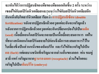 จะเห็นไดวาการปฏิสนธิของพืชของพืชดอกเกิดขึ้น 2 ครั้ง ระหวาง
เซลลไขกบสเปรมนิวเคลียสและระหวางไขกับสเปรมนิวเคลียสอีก
           ั
อันหนึ่งกับโพลารนิวเคลียส เรียกวา การปฏิสนธิซอน (double
fertilization) หลังจากปฏิสนธิแลวออวุลแตละอันจะเจริญแลว
หลังจากการปฏิสนธิแลวออวุลแตละอันเปลี่ยนแปลงไปเปนเมลด     ็
(seed) เนื้อเยือเอนโดสเปรมจะกลายเปนเนื้อเยื่อสะสมอาหาร แตใน
               ่
พืชบางชนิดเอนโดสเปรมสลายไปกอนจึงมีการสะสมอาหารไวใน
ใบเลี้ยงซึ่งเปนสวนหนึ่งของเอ็มบริโอ และรังไขก็จะเจริญไปเปน
ผล (furit) แตผลบางชนิดที่เจริญมาจากสวนอื่นของดอก เชน ชมพู
สาลี่ แพร เจริญมาจากฐานรองดอก (receptacle) สวนไซโกตจะ
เจรญไปเปนเอ็มบริโอ (embryo)
   ิ         
 