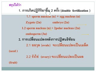 สรุปไดวา
          1. การเกิดปฏิกิริยาขึ้น 2 ครั้ง (double fertilization )
                 1.1 sperm nucleus (n) + egg nucleus (n)
                Zygote (2n)         embryo (2n)
             1.2 sperm nucleus (n) + 2polar nucleus (2n)
                endosperm (3n)
          2. การเปลี่ยนแปลงหลังการปฏิสนธิซอน
                 2.1 ออวล (ovule) จะเปลี่ยนแปลงเปนเมล็ด
                         ุ
(seed )
               2.2 รังไข (ovary) จะเปลี่ยนแปลงเปนผล
(fruit)
 