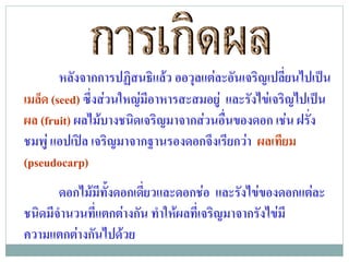 หลังจากการปฏิสนธิแลว ออวุลแตละอันเจริญเปลียนไปเปน
                                                     ่
เมลด (seed) ซึ่งสวนใหญมีอาหารสะสมอยู และรังไขเจริญไปเปน
    ็
ผล (fruit) ผลไมบางชนิดเจริญมาจากสวนอื่นของดอก เชน ฝรั่ง
ชมพู แอปเปล เจริญมาจากฐานรองดอกจึงเรียกวา ผลเทียม
(pseudocarp)
       ดอกไมมีทั้งดอกเดี่ยวและดอกชอ และรังไขของดอกแตละ
ชนิดมีจํานวนที่แตกตางกัน ทําใหผลที่เจริญมาจากรังไขมี
ความแตกตางกนไปดวย
            ั      
 