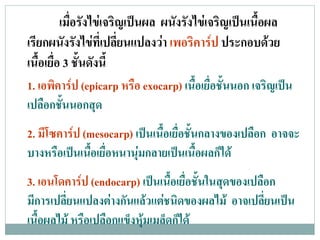เมื่อรังไขเจริญเปนผล ผนังรังไขเจริญเปนเนื้อผล
เรียกผนังรังไขที่เปลี่ยนแปลงวา เพอริคารป ประกอบดวย    
เนอเยอ 3 ชั้นดังนี้
   ้ื ่ื
1. เอพคารป (epicarp หรือ exocarp) เนื้อเยื่อชั้นนอก เจริญเปน
      ิ 
เปลือกชันนอกสุด
        ้
2. มโซคารป (mesocarp) เปนเนื้อเยื่อชั้นกลางของเปลือก อาจจะ
    ี    
บางหรือเปนเนื้อเยื่อหนานุมกลายเปนเนื้อผลก็ได
3. เอนโดคารป (endocarp) เปนเนื้อเยื่อชั้นในสุดของเปลือก
             
มีการเปลี่ยนแปลงตางกันแลวแตชนิดของผลไม อาจเปลี่ยนเปน
เนื้อผลไม หรือเปลือกแข็งหุมเมล็ดก็ได
 