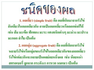 1. ผลเดยว (simple fruit) คอ ผลทเ่ี กดมาจากรงไข
                  ่ี                    ื               ิ            ั
อนเดยวในดอกเดยวกน อาจเปนดอกเดยวหรอดอกชอกได
  ั ี                   ี ั                   ่ี     ื           ็
เชน สม มะเขือ ฟกทอง มะระ แตงชนิดตางๆ มะมวง มะปราง
มะกอก ลาไย เปนตน
           ํ      
         2. ผลกลม (aggregate fruit) คอ ผลทเ่ี กดจากรงไข
                     ุ                      ื             ิ       ั
 หลายรงไขหรอกลมของรงไขในดอกเดยวกนของดอกเดยว
        ั  ื ุ                ั                ี ั                    ่ี
 รงไขแตละอนจะกลายเปนผลยอยหนงผล เชน นอยหนา
   ั   ั                              ่ึ                         
 สตรอเบอร่ี ลกจาก กระดงงา การเวก นมแมว เปนตน
               ู              ั                               
 