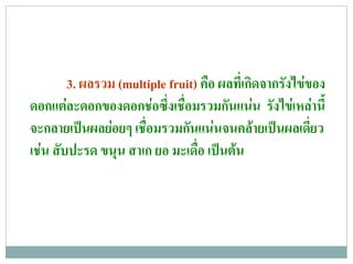 3. ผลรวม (multiple fruit) คอ ผลทเ่ี กดจากรงไขของ
                                   ื         ิ     ั 
ดอกแตละดอกของดอกชอซงเชอมรวมกนแนน รงไขเ หลาน้ี
                       ่ึ ่ื        ั  ั               
จะกลายเปนผลยอยๆ เช่ือมรวมกนแนนจนคลายเปนผลเดยว
                             ั                    ่ี
เชน สบปะรด ขนน สาเก ยอ มะเดอ เปนตน
   ั             ุ              ่ื  
 