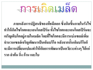 ภายหลังการปฏิสนธิของพืชมีดอก ซึ่งเกิดขึ้นภายในรังไข
ทําใหเกิดไซโกตและเอนโดสเปรม ทั้งไซโกตและเอนโดสเปรมจะ
เจริญเติบโตอยูภายในเมล็ด โดยทีไซโกตจะมีการแบงเซลลเพิ่ม
                               ่
จํานวนเซลลเจริญพัฒนาเปนเอ็มบริโอ หลังจากนั้นเอ็มบริโอก็
จะมีการเปลี่ยนแปลงทําใหเกิดการพัฒนาเปนอวัยวะตางๆ ไดแก
ราก ลําตน กิ่ง กาน และใบ
 