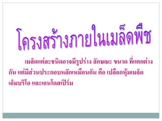 เมล็ดแตละชนิดอาจมีรูปราง ลักษณะ ขนาด ที่แตกตาง
กัน แตมีสวนประกอบหลักเหมือนกัน คือ เปลือกหุมเมล็ด
เอ็มบริโอ และเอนโดสเปรม
 