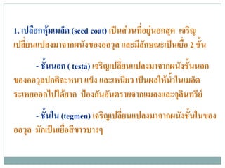 1. เปลอกหมเมลด (seed coat) เปนสวนทอยนอกสด เจรญ
       ื ุ ็                    ่ี ู ุ      ิ
เปลยนแปลงมาจากผนงของออวล และมลกษณะเปนเยอ 2 ชั้น
    ่ี             ั         ุ     ีั       ่ื
     - ชั้นนอก ( testa) เจริญเปลี่ยนแปลงมาจากผนังชั้นนอก
ของออวลปกตจะหนา แขง และเหนยว เปนผลใหนาในเมลด
       ุ     ิ           ็         ี        ํ้     ็
ระเหยออกไปไดยาก ปองกนอนตรายจากแมลงและจลนทรย
                      ั ั                      ุิ ี
      - ชั้นใน (tegmen) เจริญเปลี่ยนแปลงมาจากผนังชั้นในของ
ออวุล มักเปนเยื่อสีขาวบางๆ
 