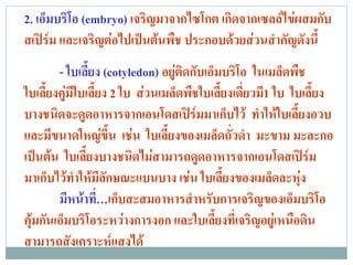 2. เอ็มบริโอ (embryo) เจริญมาจากไซโกต เกิดจากเซลลไขผสมกับ
สเปรม และเจริญตอไปเปนตนพืช ประกอบดวยสวนสําคัญดังนี้
        - ใบเลี้ยง (cotyledon) อยูติดกับเอ็มบริโอ ในเมล็ดพืช
ใบเลี้ยงคูมีใบเลี้ยง 2 ใบ สวนเมล็ดพืชใบเลี้ยงเดี่ยวมี1 ใบ ใบเลี้ยง
          
บางชนิดจะดูดอาหารจากเอนโดสเปรมมาเก็บไว ทําใหใบเลี้ยงอวบ
และมีขนาดใหญขึ้น เชน ใบเลี้ยงของเมล็ดถั่วดํา มะขาม มะละกอ
เปนตน ใบเลยงบางชนดไมสามารถดูดอาหารจากเอนโดสเปรม
            ้ี         ิ                                  
มาเก็บไวทําใหมลักษณะแบนบาง เชน ใบเลี้ยงของเมล็ดละหุง
                   ี
        มีหนาที่…เก็บสะสมอาหารสําหรับการเจริญของเอ็มบริโอ
คุมกันเอ็มบริโอระหวางการงอก และใบเลี้ยงที่เจริญอยูเหนือดิน
สามารถสงเคราะหแสงได
            ั        
 