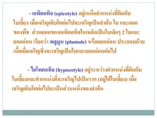 - เอพิคอทิล (epicotyle) อยูเหนือตําแหนงที่ติดกับ
ใบเลี้ยง เมื่อเจริญเติบโตตอไปจะเจริญเปนลําตน ใบ และดอก
ของพืช สวนยอดของเอพิคอทิลในเมล็ดเปนใบเล็กๆ 2 ใบและ
ยอดออน เรียกวา พลูมูน (plumule) หรือยอดออน ประกอบดวย
เนื้อเยื่อเจริญซึ่งจะเจริญเปนใบและยอดออนตอไป

        - ไฮโพคอทล (hypocotyle) อยูระหวางตําแหนงที่ติดกับ
                  ิ
ใบเลี้ยงและตําแหนงที่จะเจริญไปเปนราก (อยูใตใบเลี้ยง) เมื่อ
เจริญเติบโตตอไปจะเปนสวนหนึ่งของลําตน
 